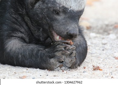 Honey Badger When Eating Photographed From Shortest Distance The Badger Was Very Relaxed And Busy