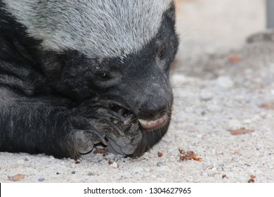 Honey Badger When Eating Photographed From Shortest Distance The Badger Was Very Relaxed And Busy