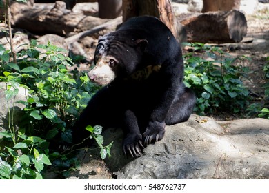 Honey Bear Stock Photo 548762737 | Shutterstock