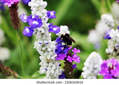 The honey bee (apis mellifera) feeds on and pollinates lavender in the Butchart Garden on Vancouver British Columbia, Canada. The garden is famous as one of the most beautiful corners of the planet
