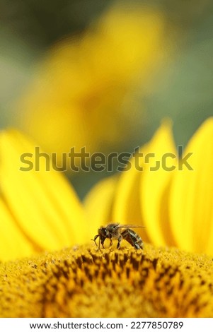 Honey bee (Apis mellifera) foraging on a sunflower