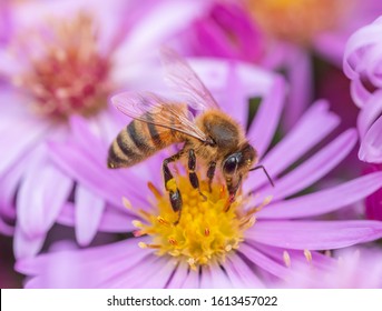 Honey Bee (Apis mellifera) gathering nectar and pollen from a pink aster flower
