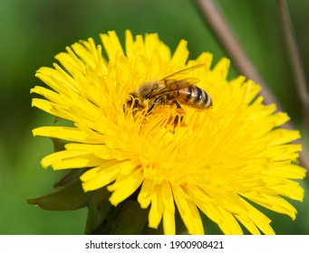 A honey bee (Apis mellifera) gathers pollen and nectar from a Dandelion (Taraxacum officinale).   Closeup.