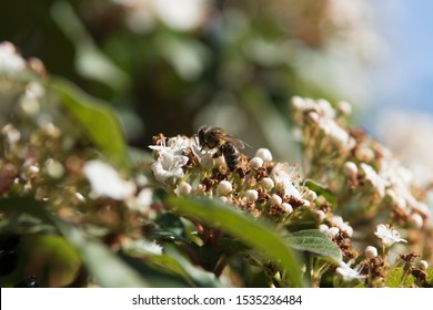 Honey Bee Apis Mellifera Iberica