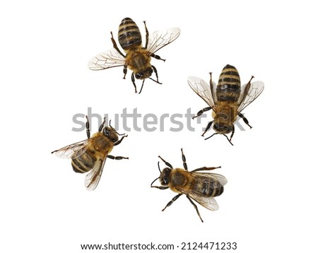Honey bee, Apis mellifera, isolated on white background, top view of four european bees, macro close up