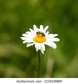 Honey Bee, Apis Mellifera, On A Chamomile Flower, A Single Flower On A Daisy Plant, UK Countryside