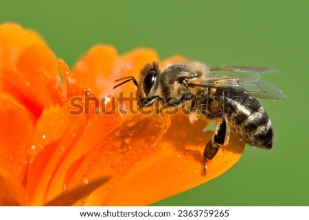 Similar – Image, Stock Photo the most important