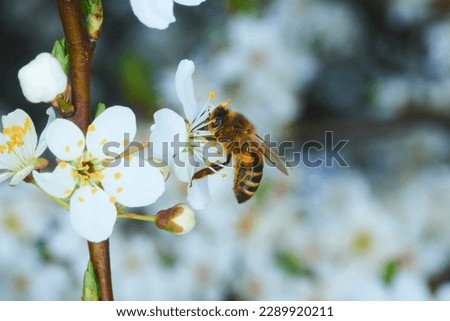 Honey Bee (Apis mellifera) pollinating apple blossoms. A bee collecting pollen and nectar from a apple tree flower. Macro shot with selective focus
