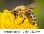 honey bee, apis mellifera, silhouette of a bee, anatomical structure of an insect, bee bathed in pollen, pollinating insect, dandelion flower, yellow flower, anthers, stamens, pollination, worker bee