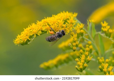 A honey bee (Apis mellifera) works on a flower of Canada goldenrod (Solidago canadensis). A bee on a yellow goldenrod flower with collected pollen.