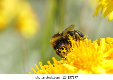 Honey Bee (Apis) Pollen Covered Feeding On Yellow Flower