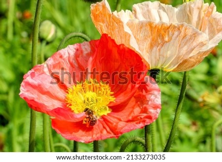 Honey bee clinging onto yellow stamens of a red Iceland Poppy (Papaver nudicaule) with an orange and white patterned Iceland Poppy behind