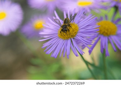 Honey bee close-up on purple daisy in garden on green background. Bee Pollinates Aster alpinus or Alpine aster lilac flower. Floral background. side view, space for text.  - Powered by Shutterstock