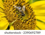 Honey bee close-up on a riper sunflower, with beautiful orange and yellow colors