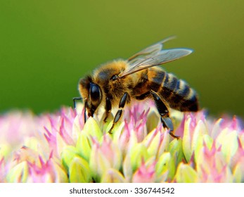 Honey Bee Closeup; Shallow Depth Of Field