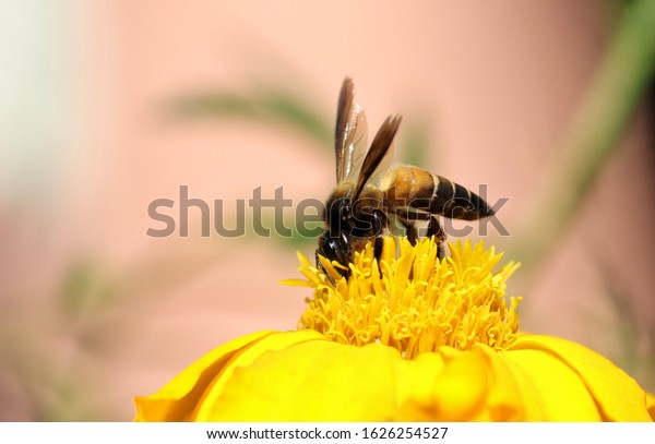 Apis Cerana Indica Honey Bee Stock Photo 1628120368 | Shutterstock