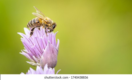Honey bee collecting nectar from chives plant blossom. Macro shot of a bee on purple flower with selective focus, large copy space for text