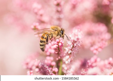 honey bee collecting nectar. Honey bee closeup on a flower. Honey bee among pink flowers Tamarix tetrandra, closeup, blurred  - Powered by Shutterstock