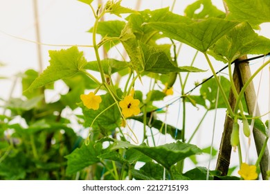 honey bee collecting nectar from cucumber plant in the morning mist, natural pollination