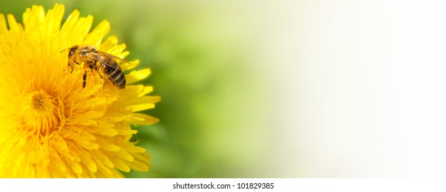 Honey bee collecting nectar from dandelion flower in the summer time. Useful photo for design or web banner.