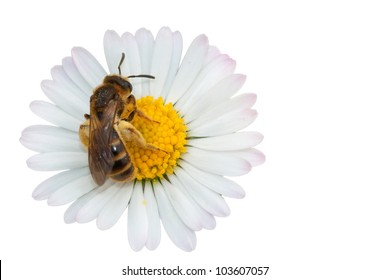  Honey Bee Collecting Nectar On A Flower - Isolated On White Background