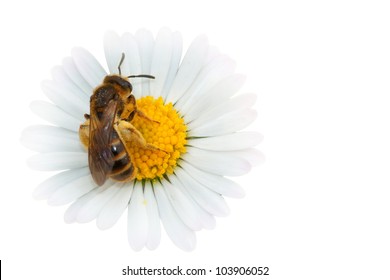 Honey Bee Collecting Nectar On A Flower - Isolated On White Background