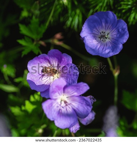 Honey bee collecting nectar pollen from a geranium Rozanne