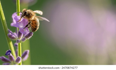 Honey bee collecting nectar from a vibrant lavender flower in a field. The lavender's delicate purple petals and the orange stripes on the bee stand out against the green backdrop. - Powered by Shutterstock