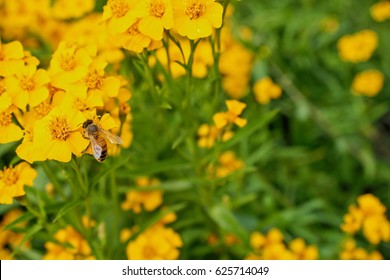 A honey bee collecting pollen from a bright yellow Tarragon flower.