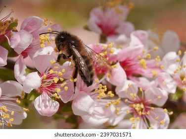 A honey bee collecting pollen from cherry blossom in springtime.