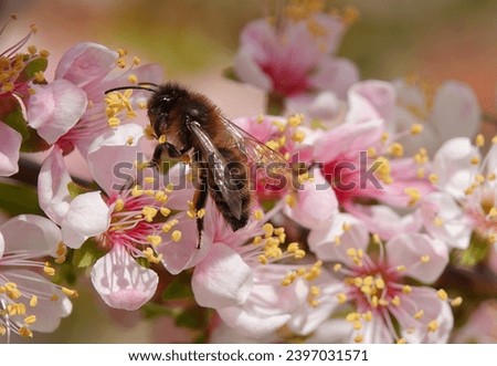 A honey bee collecting pollen from cherry blossom in springtime.
