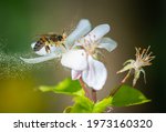honey bee collecting pollen grains