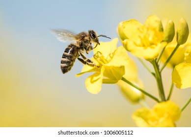 Honey Bee collecting pollen on yellow rape flower against blue sky - close up