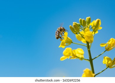 アブラナ の写真素材 画像 写真 Shutterstock