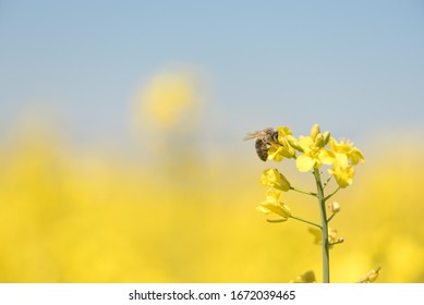 Honey Bee collecting pollen on yellow rape flower against blue sky