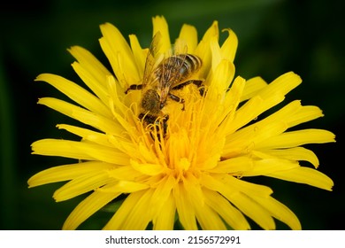 Honey bee collecting pollen on a bright yellow dandelion flower. Macro shot. Selective focus