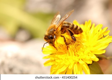 Honey Bee collecting pollen on a Dandelion