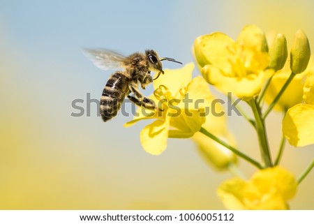 Honey Bee collecting pollen on yellow rape flower against blue sky - close up