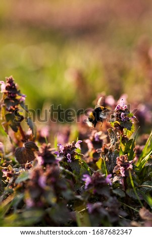 Similar – Hummel auf einer vom Sonnenlicht beleuchteten Wiese, um Nektar zu sammeln. Sonnenuntergang, warmes Licht