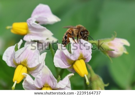 Honey bee collecting pollen from Potato flower