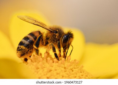 honey bee collecting pollen, Wasp Yellow jacket, Yellow stripe things, collects pollen on a yellow flower. View Macro insect in wildlife - Powered by Shutterstock