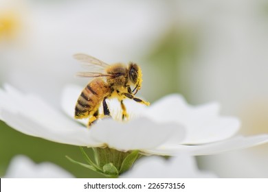 Honey Bee Collecting Pollen From White Cosmos Flower.