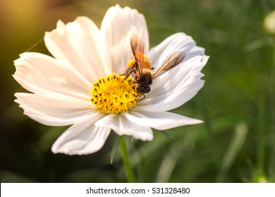 Honey bee collecting pollen from white cosmos flower with sunset light. - Powered by Shutterstock