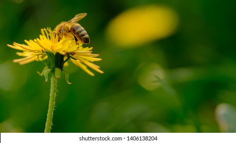 Honey bee collecting pollen of yellow flower dandelion in nature on meadow. Close up of honeybee gathering flower nectar pollen on blooming dandelion on green background