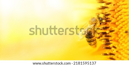 honey bee collects nectar on sunflower flowers. Selective focus. macro.