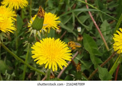 A honey bee collects nectar and pollen from yellow dandelion flowers. Pollination of plants. Bee at work.
