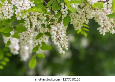 Honey bee collects nectar from white flowers tree acacia. Blooming clusters of acacia. Honey spring plant. Collect nectar. Branches of black locust, Robinia pseudoacacia, false acacia. Closeup, macro.