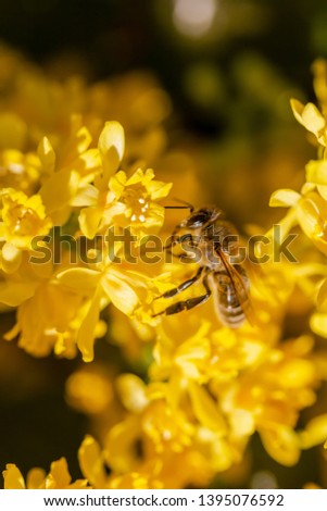 a honey bee collects honey on a flower (mahonia)