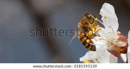 A honey bee collects pollen and nectar on a peach blossom. Selective focus. Macro.