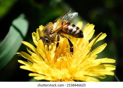 Honey bee covered in pollen on dandelion flower
